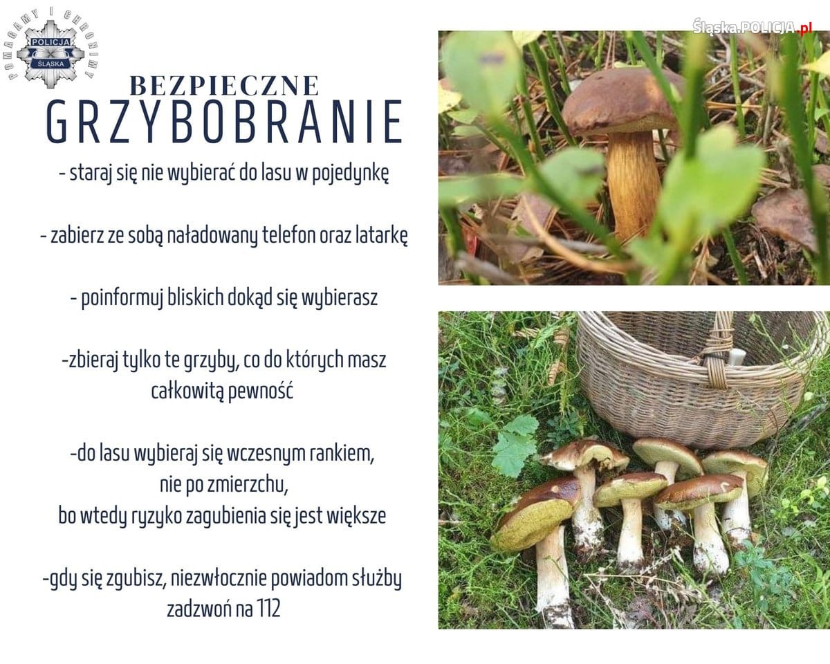 bezpieczne-grzybobranie